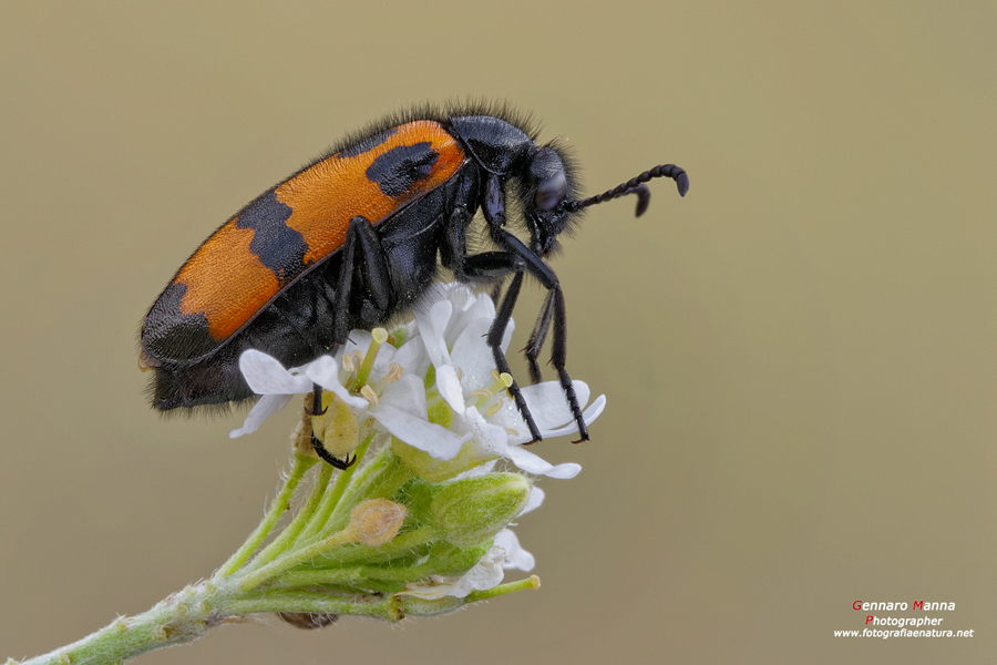 Mylabris variabilis
